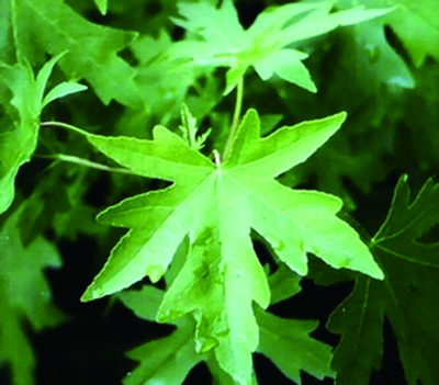 image-70.jpg image-70.jpg