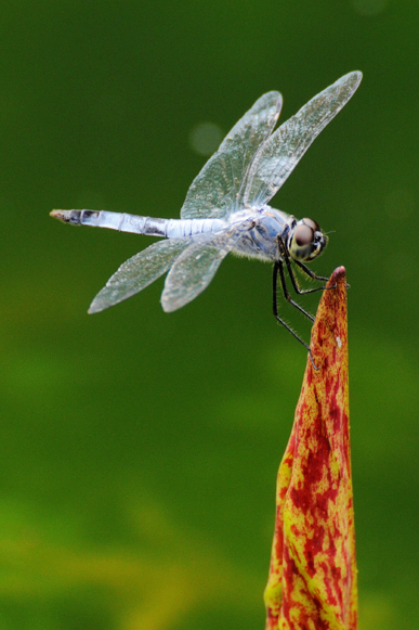 《小荷才露尖尖角》 总务处 张静b.jpg